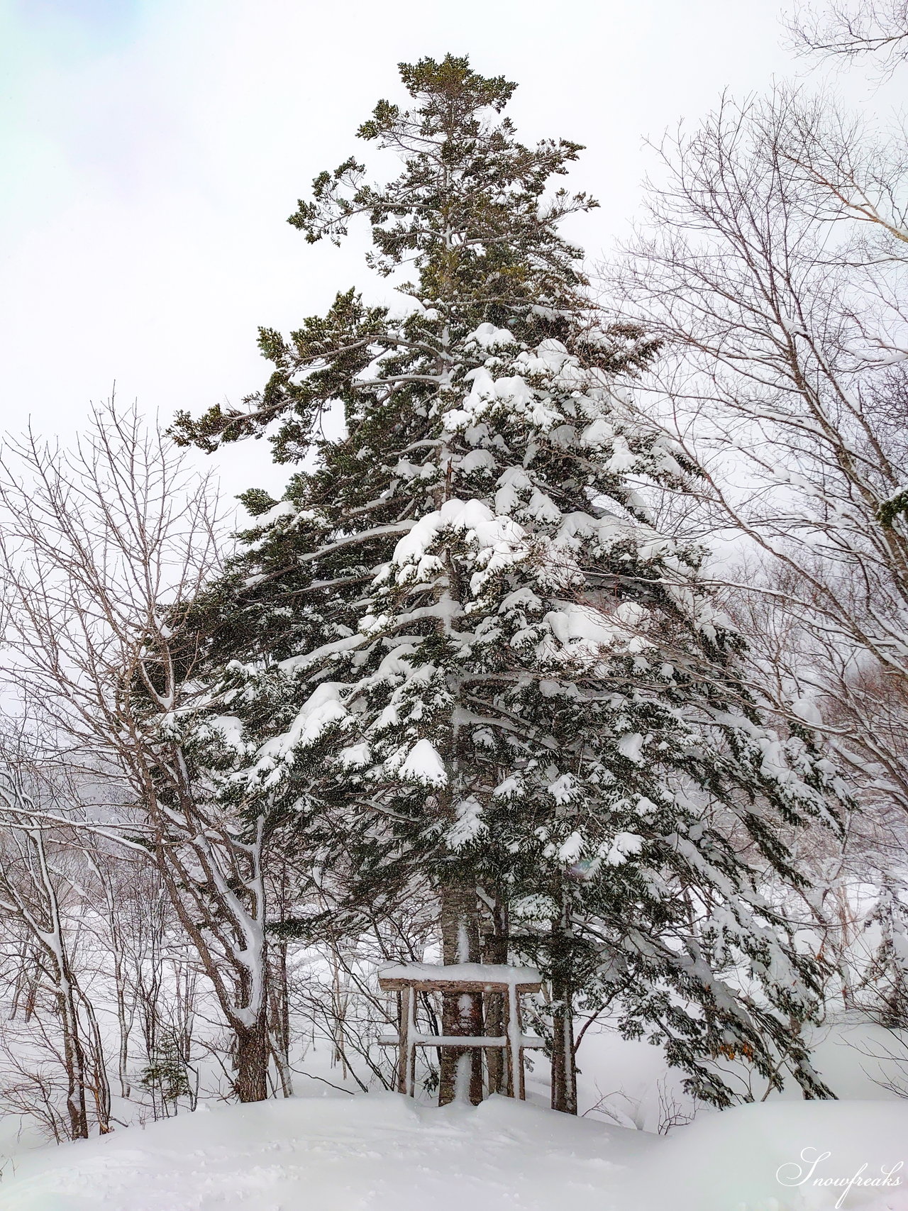 札幌国際スキー場　街は雨でも、山は雪！広々ゲレンデに思う存分シュプールを描こう(^^)/